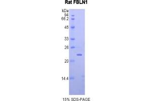 SDS-PAGE of Protein Standard from the Kit (Highly purified E. (Fibulin 1 ELISA 试剂盒)