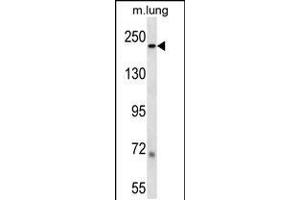 LB1 Antibody (C-term) (ABIN657904 and ABIN2846855) western blot analysis in mouse lung tissue lysates (35 μg/lane). (Laminin beta 1 抗体  (C-Term))
