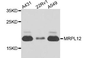 Western blot analysis of extracts of various cell lines, using MRPL12 antibody (ABIN5974554) at 1/1000 dilution. (MRPL12 抗体)