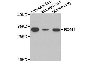 Western blot analysis of extracts of various cell lines, using RDM1 antibody. (RDM1 抗体)