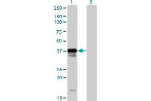 Western Blot analysis of OCIAD1 expression in transfected 293T cell line by OCIAD1 MaxPab polyclonal antibody. (OCIAD1 抗体  (AA 1-245))