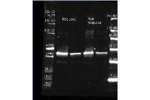 Goat anti-Sarcosine Oxidase antibody was used to detect Sarcosine Oxidase. (PIPOX 抗体)