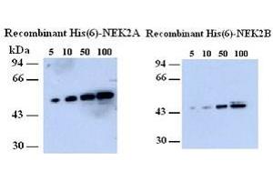 Image no. 2 for anti-NIMA (Never in Mitosis Gene A)-Related Kinase 2 (NEK2) (AA 282-295) antibody (ABIN108652) (NEK2 抗体  (AA 282-295))