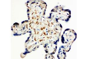IHC-P: Syndecan 3 antibody testing of human placenta tissue (SDC3 抗体  (N-Term))