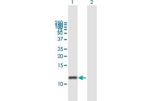 Western Blot analysis of GNGT2 expression in transfected 293T cell line by GNGT2 MaxPab polyclonal antibody. (GNGT2 抗体  (AA 1-69))