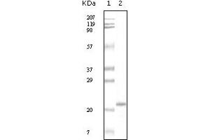 Western Blotting (WB) image for anti-Apolipoprotein A-V (APOA5) (truncated) antibody (ABIN2464012) (APOA5 抗体  (truncated))