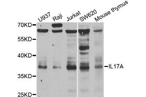 Western blot analysis of extracts of various cell lines, using IL17A antibody. (Interleukin 17a 抗体)
