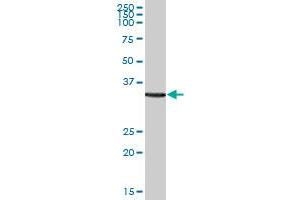 MRRF MaxPab polyclonal antibody. (MRRF 抗体  (AA 1-262))