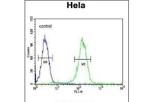 Flow cytometric analysis of Hela cells (right histogram) compared to a negative control cell (left histogram). (Cyclin H 抗体  (C-Term))