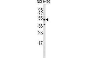 Western blot analysis of anti-ADRB2 Antibody in NCI-H460 cell line lysates (35µg/lane).