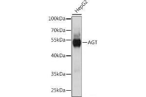 Western blot analysis of extracts of HepG2 cells using AGT Polyclonal Antibody at dilution of 1:1000. (AGT 抗体)