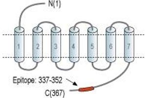 Representative domain view of the target of ABIN7043399. (OPRL1 抗体  (C-Term, Intracellular))