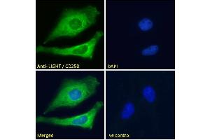 ABIN571046 Immunofluorescence analysis of paraformaldehyde fixed HeLa cells, permeabilized with 0.