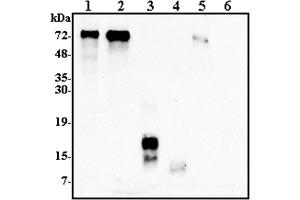 Western blot analysis using anti-Progranulin (human), pAb  at 1:2'000 dilution.