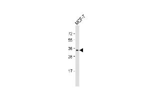 Anti-MEOX2 Antibody (Center) at 1:2000 dilution + MCF-7 whole cell lysate Lysates/proteins at 20 μg per lane. (MEOX2 抗体  (AA 164-192))