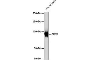 Western blot analysis of extracts of Mouse brain, using GRIK2 Rabbit mAb (ABIN7267415) at 1:1000 dilution. (GRIK2 抗体)