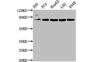 Western Blot Positive WB detected in: 293 whole cell lysate, PC-3 whole cell lysate, HepG2 whole cell lysate, LO2 whole cell lysate, A549 whole cell lysate All lanes: NLN antibody at 3. (NLN 抗体  (AA 109-241))
