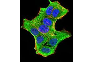 Immunofluorescence analysis of Hela cells using GFPT1 mouse mAb (green). (GFPT1 抗体  (AA 536-681))