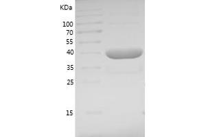 UBE2N Protein (AA 1-152) (GST tag)