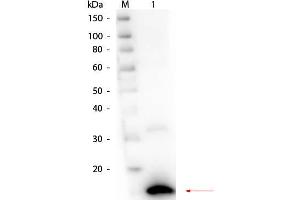 Western Blot of Rabbit anti-Ribonuclease A (Bovine Pancreas) Antibody. (RNASE1 抗体)