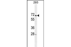 MIPEP Antibody (ABIN659042 and ABIN2838054) western blot analysis in 293 cell line lysates (35 μg/lane). (MIPEP 抗体)