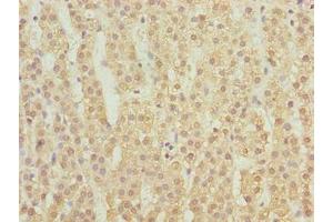 Immunohistochemistry of paraffin-embedded human adrenal gland tissue using ABIN7158915 at dilution of 1:100 (MFSD1 抗体  (AA 1-38))