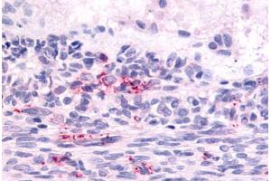 Anti-LPHN2 antibody  ABIN1049025 IHC staining of human ovary, graafian follicle. (LPHN2 抗体  (N-Term))