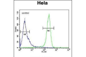 Flow cytometric analysis of Hela cells (right histogram) compared to a negative control cell (left histogram). (CDT2/RAMP 抗体  (AA 229-256))
