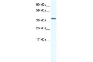 Western Blotting (WB) image for anti-SRY (Sex Determining Region Y)-Box 7 (SOX7) antibody (ABIN2461476) (SOX7 抗体)