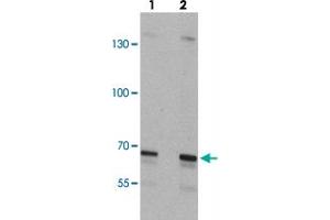 Western blot analysis of SLC27A6 in A-20 cell lysate with SLC27A6 polyclonal antibody  at (lane 1) 1 and (lane 2) 2 ug/mL.