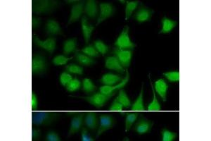Immunofluorescence analysis of U2OS cells using POLR2H Polyclonal Antibody (POLR2H 抗体)