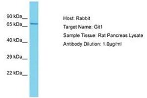 Image no. 1 for anti-GIT1 (GIT1) (AA 581-630) antibody (ABIN6750460) (GIT1 抗体  (AA 581-630))