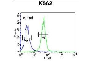 KRT1 Antibody (Center) (ABIN651241 and ABIN2840150) flow cytometric analysis of K562 cells (right histogram) compared to a negative control cell (left histogram). (KRTAP1-1 抗体  (AA 88-117))
