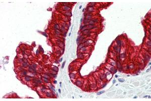 Immunohistochemistry (IHC) image for anti-Sp3 Transcription Factor (Sp3) (Middle Region) antibody (ABIN2777872)