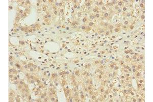 Immunohistochemistry of paraffin-embedded human adrenal gland tissue using ABIN7161518 at dilution of 1:100 (NBR1 抗体  (AA 1-280))