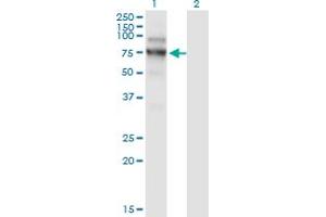 Western Blot analysis of NVL expression in transfected 293T cell line by NVL monoclonal antibody (M02), clone 3F6. (NVL 抗体  (AA 757-856))