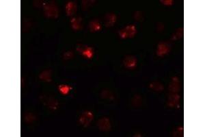 Immunofluorescence (IF) image for anti-Piwi-Like 3 (PIWIL3) (N-Term) antibody (ABIN1031516) (PIWIL3 抗体  (N-Term))