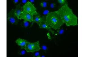 Anti-BTN1A1 mouse monoclonal antibody (ABIN2452844) immunofluorescent staining of COS7 cells transiently transfected by pCMV6-ENTRY BTN1A1 (RC223852). (BTN1A1 抗体)