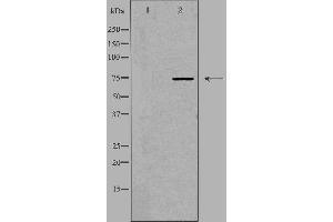 Western blot analysis of extracts from HT-29 cells, using ACS2L antibody. (ACSS1 抗体  (C-Term))