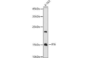 Western blot analysis of extracts of K-562 cells, using IFI6 antibody (ABIN6128123, ABIN6142172, ABIN6142173 and ABIN6221766) at 1:1000 dilution. (IFI6 抗体  (AA 1-130))