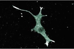 Immunoflourescence staining of PC12 cells (rat neuroblastoma, ATCC CRL 1721). (HAP1 抗体  (AA 100-289))