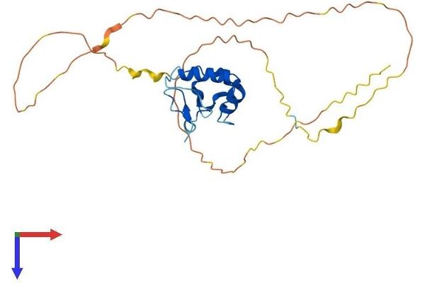 THAP10 Protein (AA 1-257) (His tag)