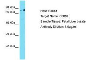 Image no. 1 for anti-Coenzyme Q6, Monooxygenase (COQ6) (AA 40-89) antibody (ABIN6750506) (COQ6 抗体  (AA 40-89))
