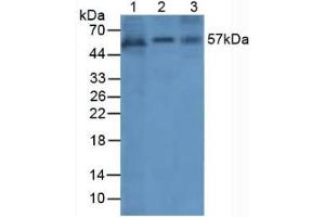 Rabbit Detection antibody from the kit in WB with Positive Control: Sample Lane1: Human Cartilage Tissue; Lane2: Human A549 Cells; Lane3: Human Liver Tissue. (Angiopoietin 1 CLIA Kit)