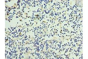 Immunohistochemistry of paraffin-embedded human thymus tissue using ABIN7165877 at dilution of 1:100 (NOV 抗体  (AA 32-357))