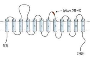 Representative domain view of the target of ABIN7043745.