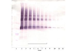 Image no. 2 for anti-Nanog Homeobox (NANOG) antibody (Biotin) (ABIN181657) (Nanog 抗体  (Biotin))