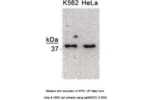 Image no. 1 for anti-Nth Endonuclease III-Like 1 (NTHL1) antibody (ABIN363381) (Nth Endonuclease III-Like 1 (NTHL1) 抗体)