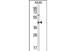Western blot analysis in A549 cell line lysates (35ug/lane). (OR51S1 抗体  (C-Term))