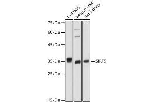 Western blot analysis of extracts of various cell lines, using SIRT5 antibody (ABIN6129331, ABIN6147798, ABIN6147799 and ABIN6221468) at 1:1000 dilution. (SIRT5 抗体  (AA 1-310))